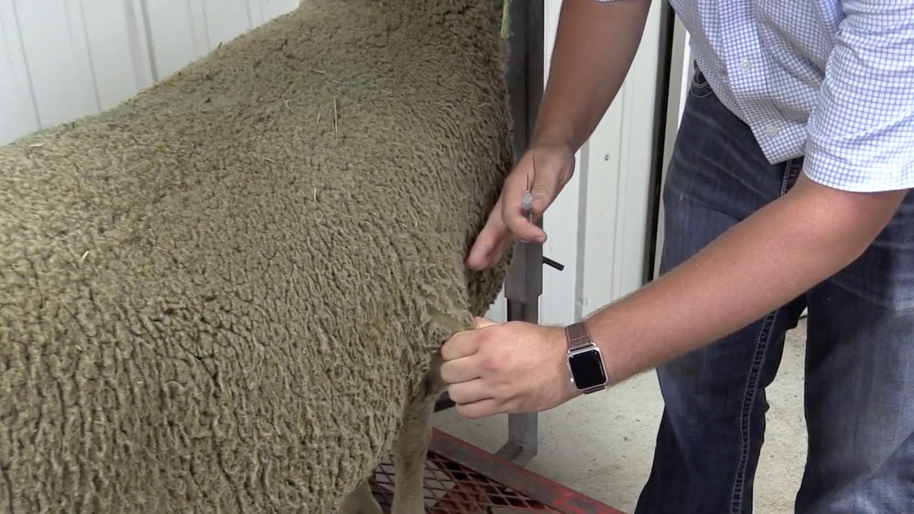 RSG Subcutaneous & Intramuscular Injections