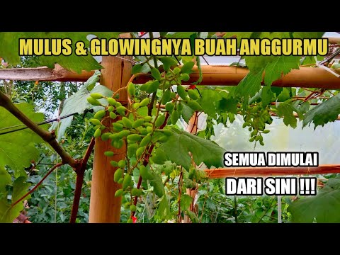 Mulus & Glowing