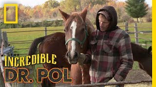 A Porcupine Sammyish | The Incredible Dr. Pol