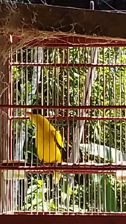 pancingan kepodang emas di pagi hari