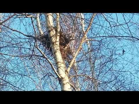 видео экскурсия в осенний лес