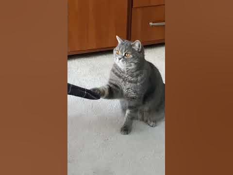 Кошка зацепилась лапой 😹😹 - YouTube