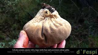 CALVATIA-Calvatia excipuliformis-Pedo de Lobo-
