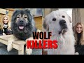 WOLF KILLERS - CAUCASIAN SHEPHERD Vs GREAT PYRENEES DOG