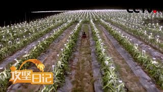 《攻坚日记》 种植玉米来脱贫 新园村的新生机 20200227 | CCTV农业