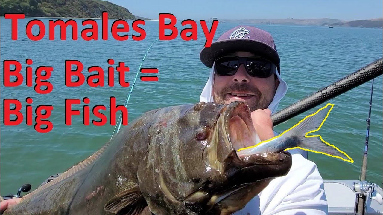 Deep Sea Fishing for Halibut and Lingcod with BIG SWIMBAITS