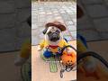 Mosy&rsquo;s first time Trick or Treating 🤠🎃 Are you serious?! #pug #dog #halloween