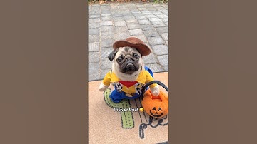 Mosy’s first time Trick or Treating 🤠🎃 Are you serious?! #pug #dog #halloween