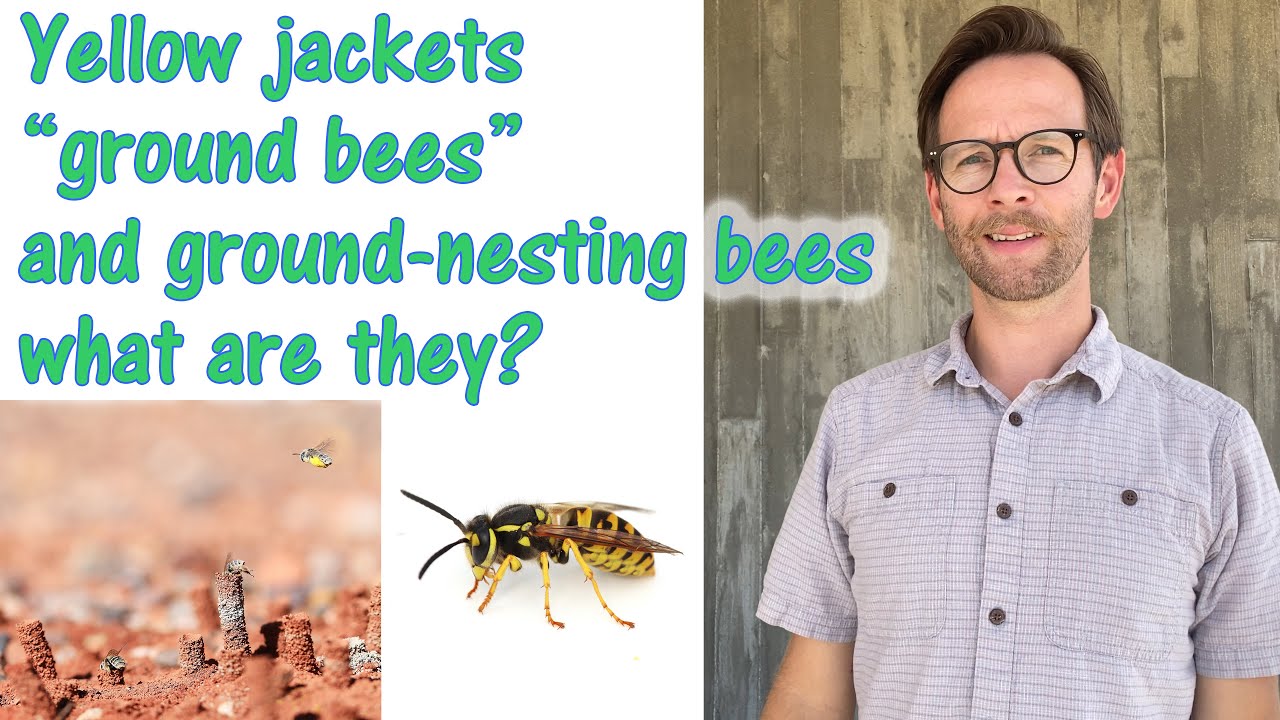 what is the difference between yellow jackets, 