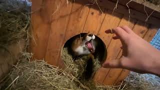 картинка: Алиса - лиса. Как выглядит уборка у Игниса #лисяо #животные #лиса #fox #уборка