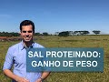 QUAL O GANHO DE PESO COM O SAL PROTEINADO?