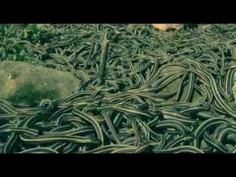 فقدان البصر أهون من فقدان البصيرة الشيخ الدكتور خليل رزق