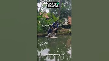 "JS Developer vs HTML/CSS: The Web Dev  #java #coding #codingmemes #techhumor #ai #aiagents