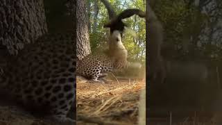 Rare Footage of Eagle Trying to Attack a Leopard! Unbelievable Wild Encounter 🦅🐆 #rarefootage