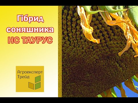 Соняшник НС Таурус
