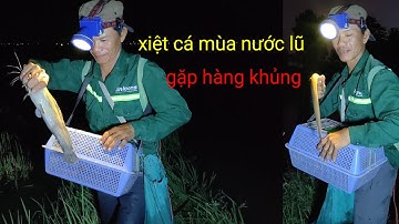 xiệt cá đồng mùa nước lũ gặp nhiều cá lóc cá trê trắng ếch lươn gặp hàng khủng thấy mê 