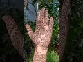 new mendi design Idea for girls ✨🌿#shortsvideo  #mehndi #bridalmehndi