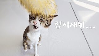 SUB) 집사새키 가만안둬 | 고양이 vs 먼지털이 | 고양이 브이로그 | cat vlog by 전자 고양이 솜뭉치 1,195 views 3 months ago 4 minutes, 59 seconds