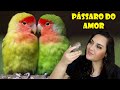 Tudo Sobre Agapornis - Curiosidades do Passaro do Amor!