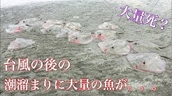 ひぐらしなまず Youtube ひぐらしなまず Youtube