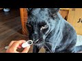 Panther Luna and Rottweiler Venza first-person view)