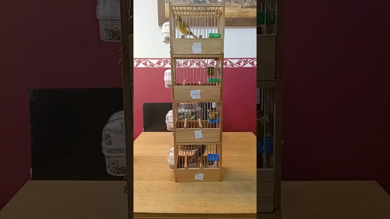 Últimos machos timbrados del 23 en cesión.