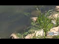 Toxic algae levels going down in Mattoon, community resources continue popping up