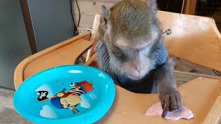 обезьяны и макароны🐒(monkeys and pasta😋) #monkey #petmonkey #обезьяна #экзотика #mukbang
