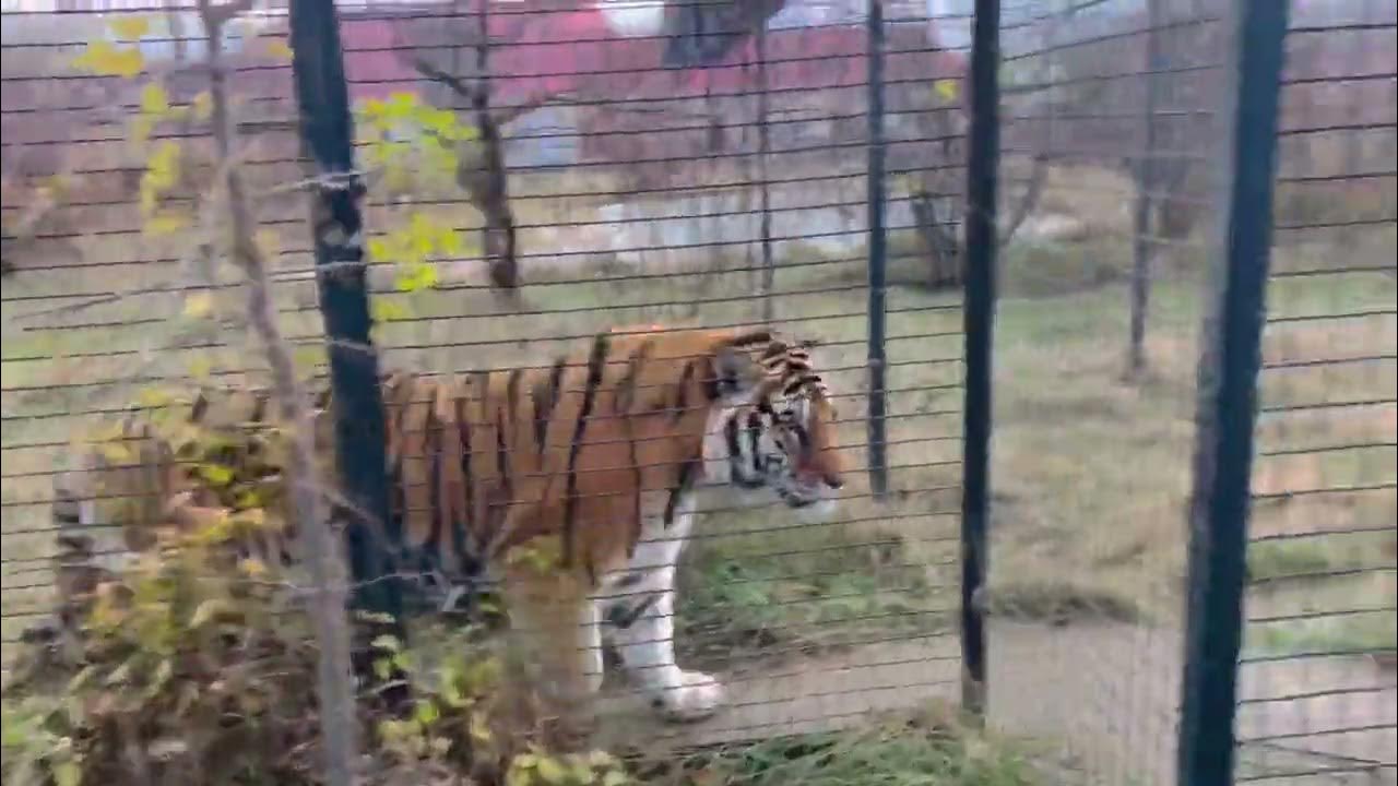 Дзен видео тайган алексагины. Тайган с татьяной алексагиной дзен.