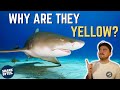 Why are lemon sharks yellow