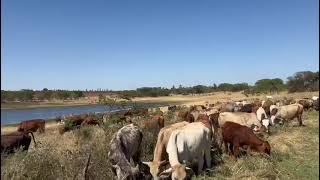 Sabhuku Temba Mliswa turns to Cattle Herding