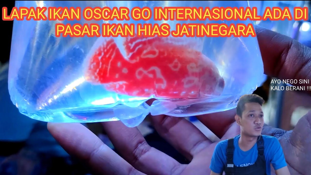 LAPAK IKAN OSCAR NEMO GO INTERNASIONAL NGELAPAK DI PASAR IKAN HIAS JATINEGARA!!!!!