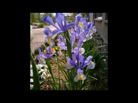Video: Sibirska perunika u vrtu - Kako uzgajati biljke sibirske perunike