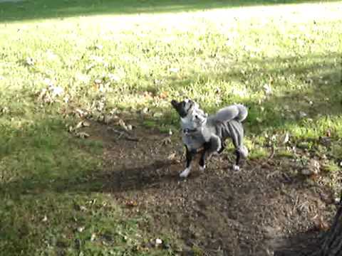 boston terrier hunting