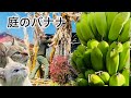 枯れてるバナナの木でもバナナを沢山ならせる剪定方法・バナナの苗木の育て方