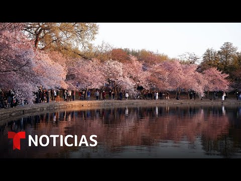 Video: Washington, DC Los cerezos en flor están floreciendo temprano este año. Aquí está cuándo ir