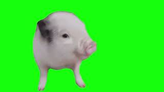 Pig Dancing To No Audio - Green Screen