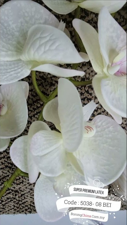 Super Premium Orkid (SPL) White Series Putih Code 5038  08 BEI
