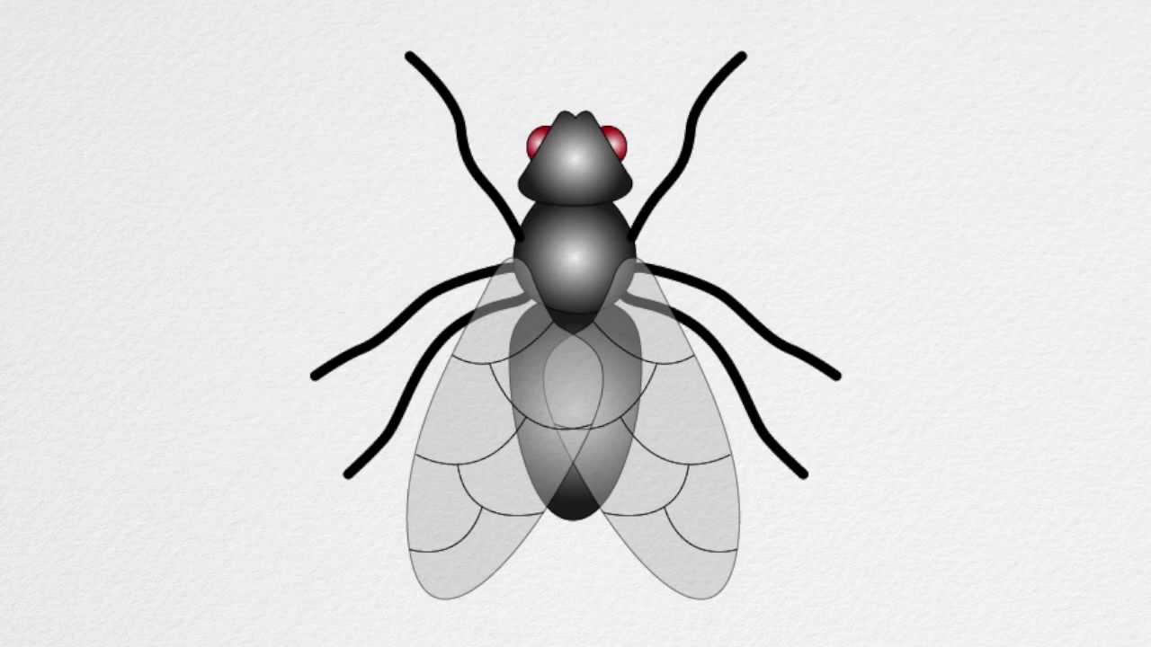  How Do You Draw A Fly  The ultimate guide 