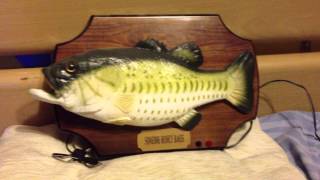 Singing Fish - SINGING HONEY BASS