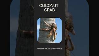 Coconut Crab - Can crack coconuts with bare claws  #animalintelligence #animalgenius
