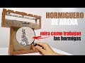 Mira a las hormigas cavar sus túneles ! Hormiguero de arena | El Mundo de las Hormigas