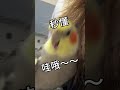 小鸡宝宝 Parrot is a Chicken Mama! 🐣#cockatiel #birds #parrot #cute #pets #funnyanimals #petcomedy #治愈系