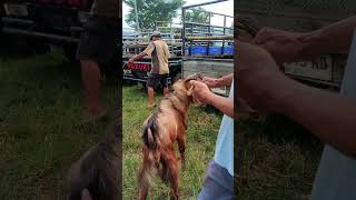 Kambing poel harga 2,650 ribu di Pasar Kliwon Munggi‼️
