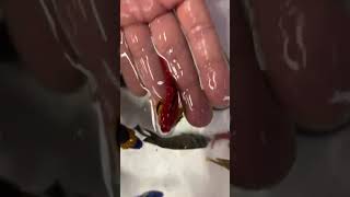 tần tần tật các loại cá cảnh cực đẹp