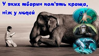 У яких тварин пам&#39;ять краща, ніж у людей?  Which animals have a better memory than humans?