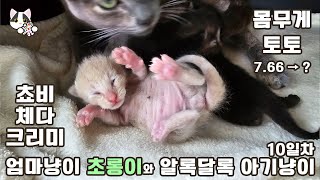 Mom Cat Emiru and Her Colorful Kittens | Kittens Open Eyes Slightly | Day 10