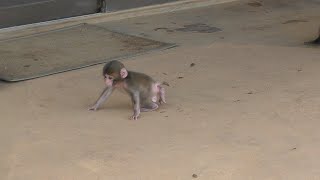 An incident during a video shoot of a onemonthold baby monkey! Mama monkey made me angry