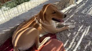 Let's See How Blind Stevie Is Doing Today 🥰 - Takis Shelter