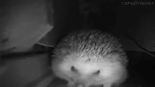 Celebrity hedgehog sneezes - version 2.0 Wealth
